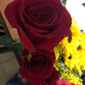 Meet your Posher, Carmen